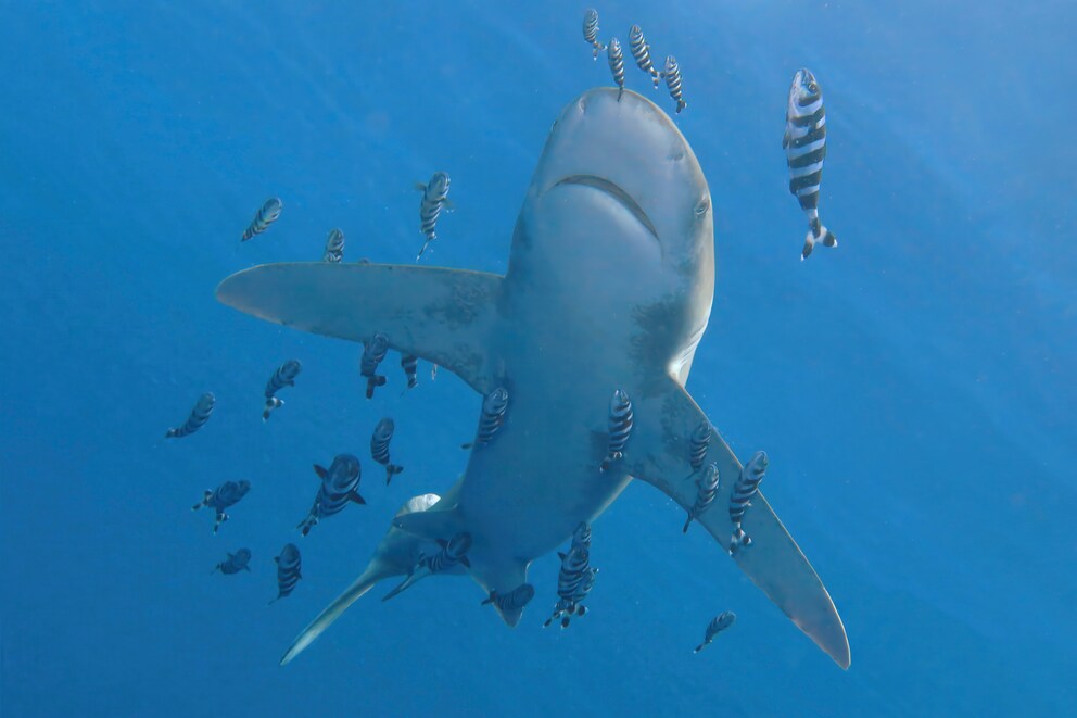 longimanus shark oceanic whitetip sharks red sea