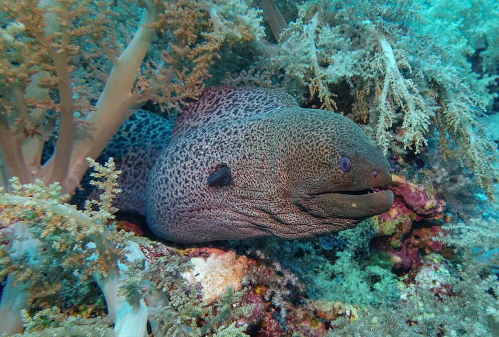 Giant moray (Gymnothorax javanicus), dive site Big Brother Reef, Red Sea, Egypt