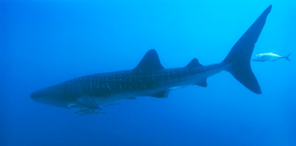 Whale shark at Elphinstone